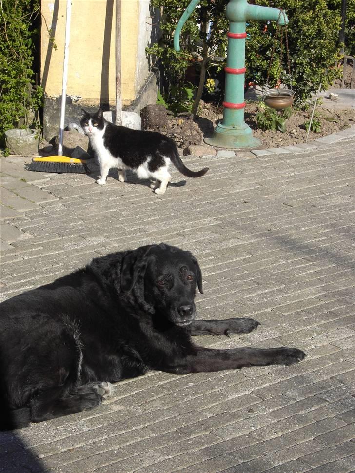 Huskat Fie (Sofie) (RIP 2009) billede 11