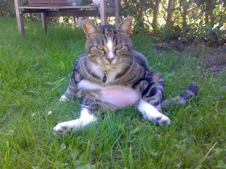 Huskat GALE billede 1