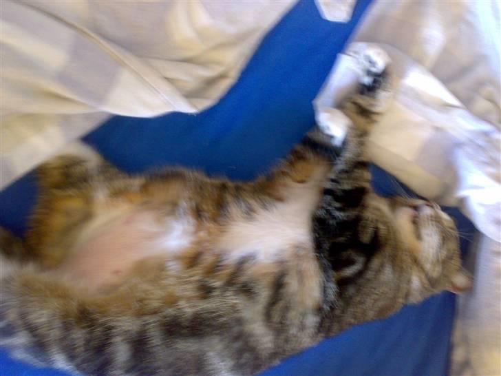 Huskat GALE billede 2