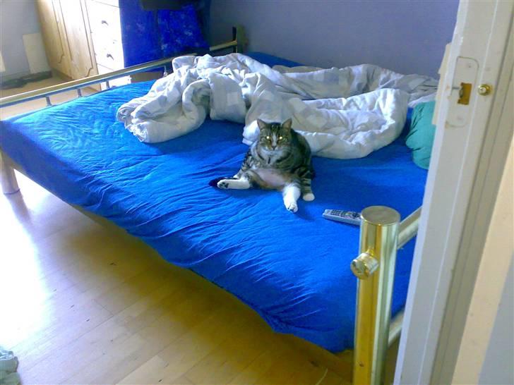 Huskat GALE billede 4