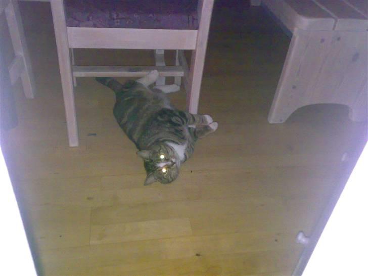 Huskat GALE billede 5