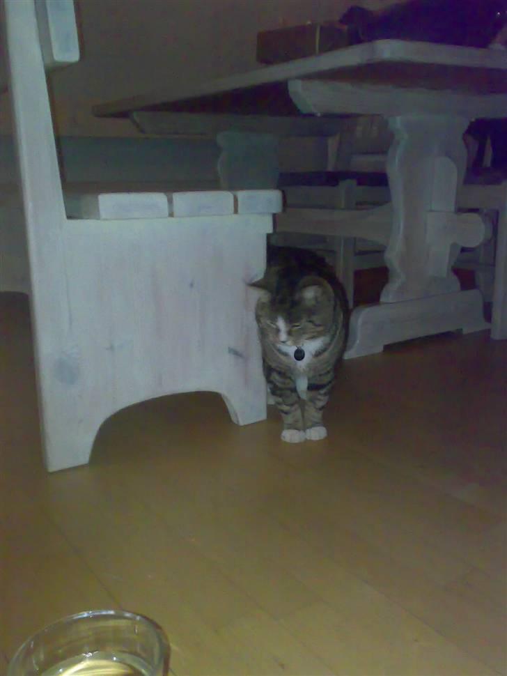 Huskat GALE billede 6