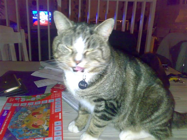 Huskat GALE billede 7