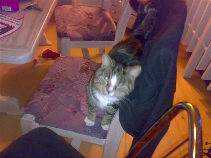 Huskat GALE billede 8