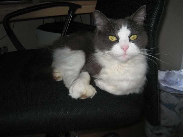 Huskat Buller  - Minn dejlige Kat Buller <33(: billede 1