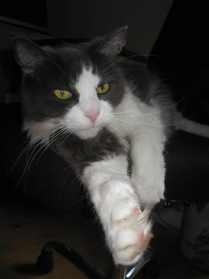 Huskat Buller  - Ligger og flader lidt ud på kontorstolen <3 (; billede 2