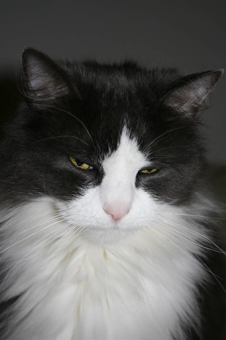 Huskat Buller  - Ligger inde i nin seng , og det tyder ikke på hun går lige foreløbig <3(: billede 3