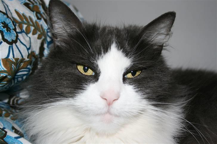 Huskat Buller  billede 4