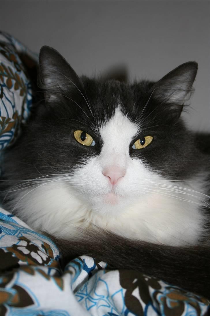 Huskat Buller  billede 6