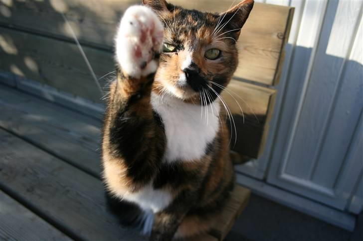 Huskat Sille(Tykkemis) - Giv mig fem <3 (8 .. billede 1