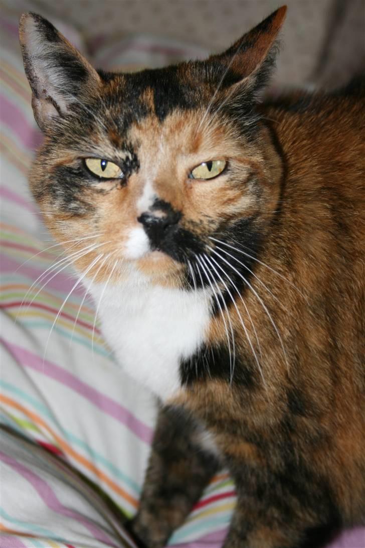 Huskat Sille(Tykkemis) - Ligger i Nanna´ s seng <3 (: billede 2