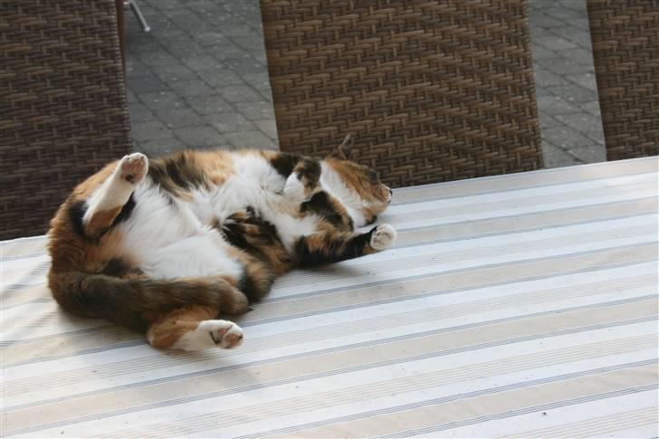 Huskat Sille(Tykkemis) - Ja, det er så Sille når hun vælger at solbade i haven det gør hun altid når hun ligger i haven <3 (: billede 3