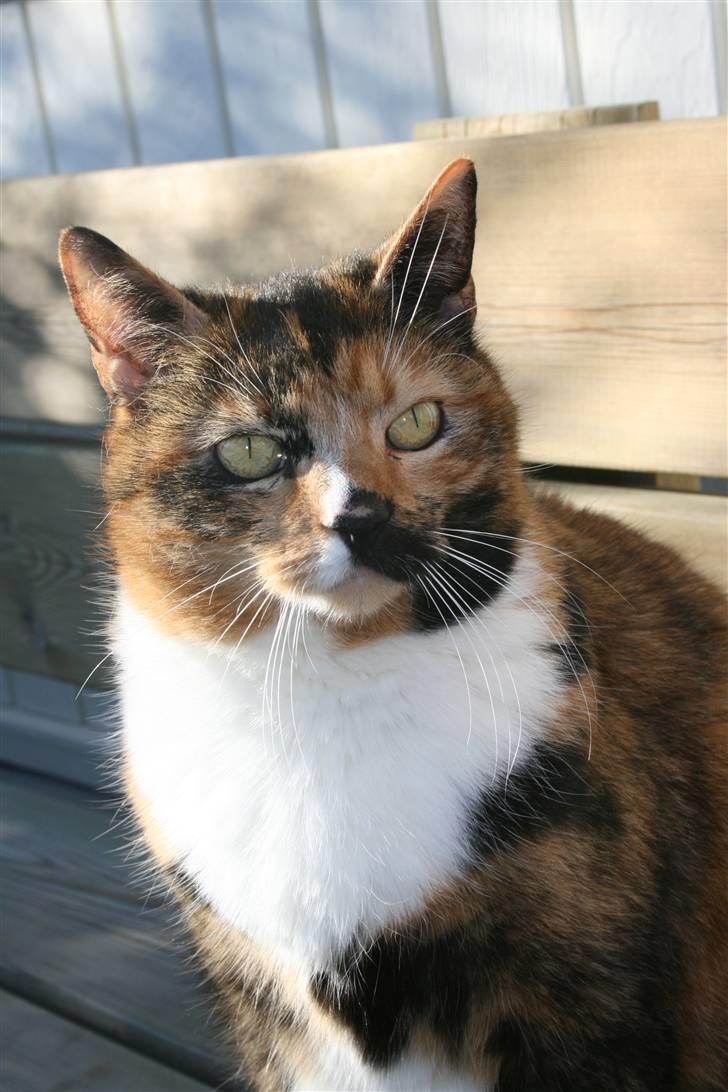 Huskat Sille(Tykkemis) - Hun er lidt irriterende hun står lige foran mig med et kamera lige op i hovedt på mig ! <3(: billede 4