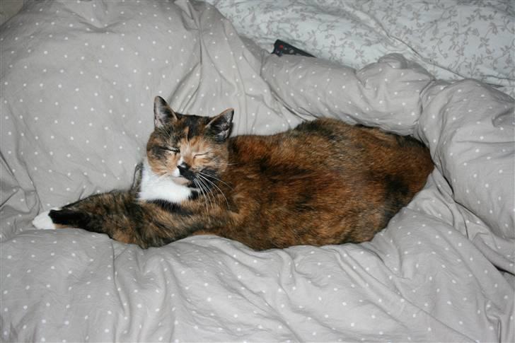 Huskat Sille(Tykkemis) - Tager en slapper igen ´´ (:  billede 5