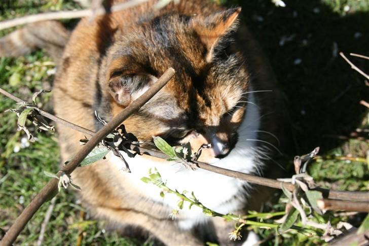 Huskat Sille(Tykkemis) - Vi var igang med at klippe vores blomme træ og Sille hoppede lige ind mellem alle pindene< (: billede 6