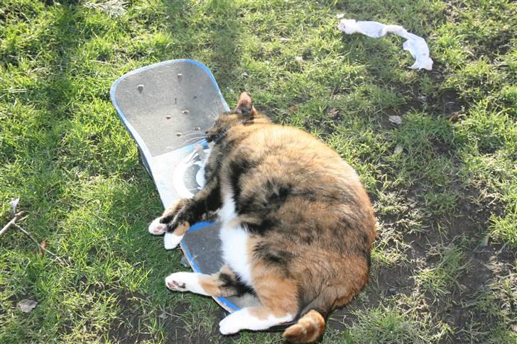 Huskat Sille(Tykkemis) - Tager mig lige en slapper på skateboardet<3 (:  billede 7