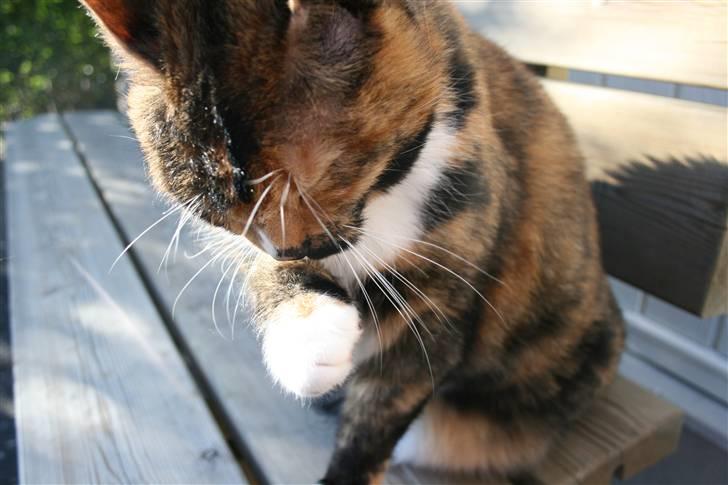 Huskat Sille(Tykkemis) - Der skal også være til til at vaske sig <3 ordentligt , det har mor lært mig <3 (; billede 8