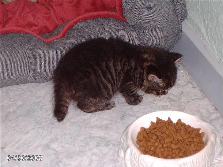 Huskat pelle billede 1