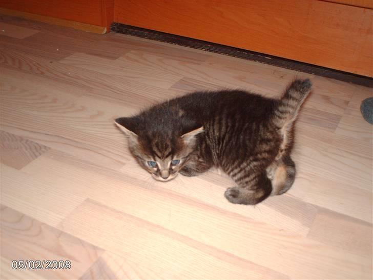 Huskat pelle - er lige ude i den stor verden. billede 2