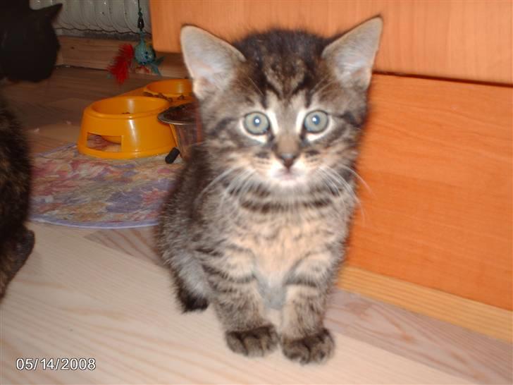 Huskat pelle - sidder så fin. billede 3