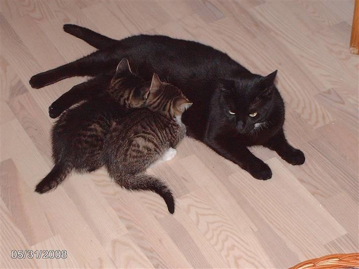 Huskat pelle - får lige noget mad ved mor tot billede 4