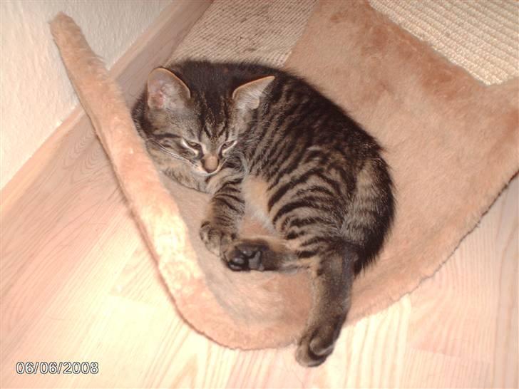 Huskat pelle billede 5