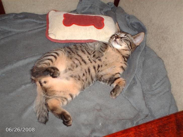 Huskat pelle - slapper lige af billede 6