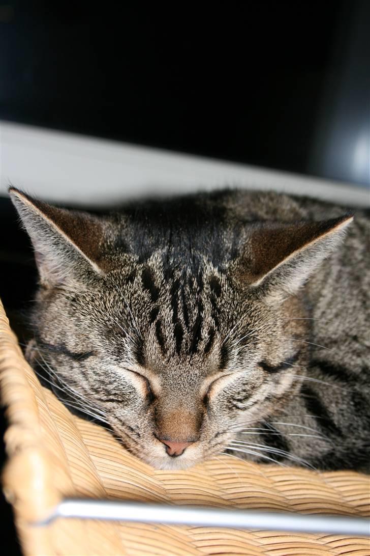 Blanding af racer Simba Halv Main coon. billede 13