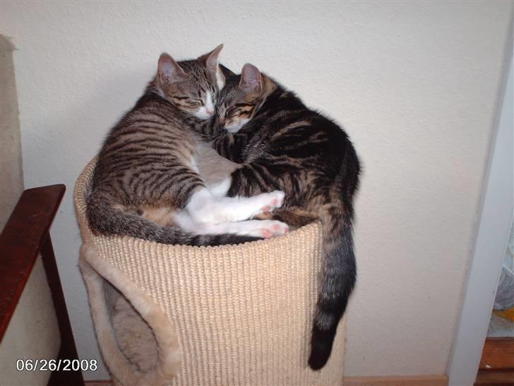 Huskat pelle - min to søsken, som er flytte hjem fra sammen. billede 7