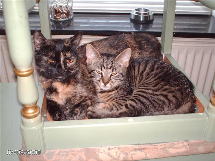 Huskat pelle - min halv søster locky billede 8