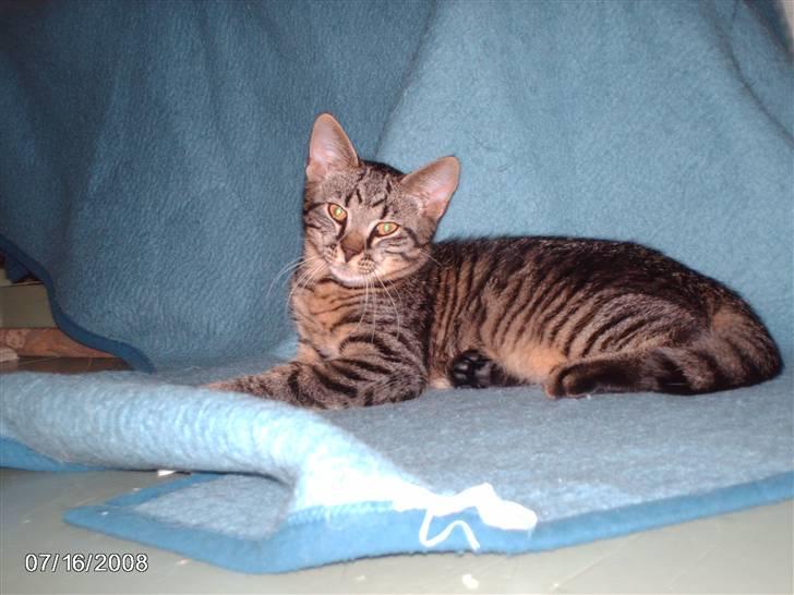 Huskat pelle billede 9