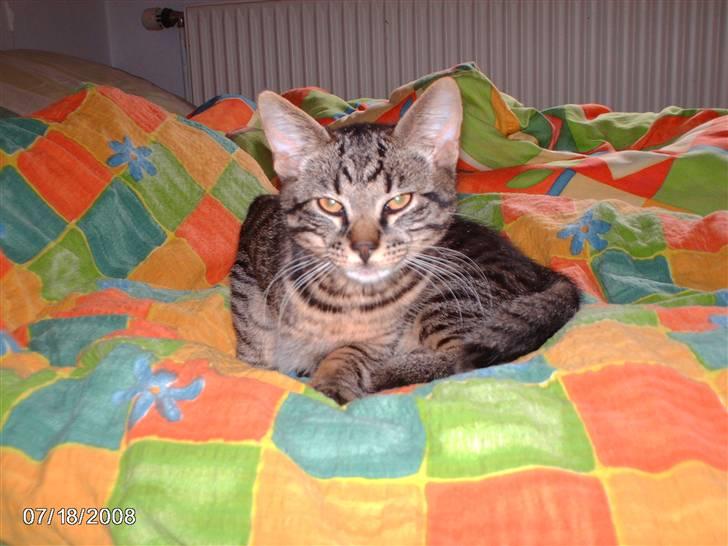 Huskat pelle billede 10