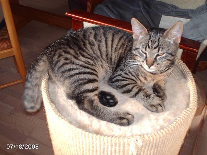 Huskat pelle billede 11