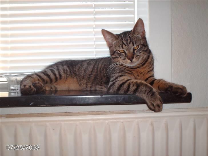 Huskat pelle billede 12