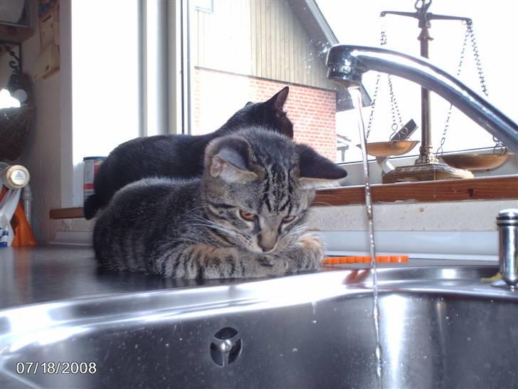 Huskat pelle - vandhande er godt nok spændning. billede 13