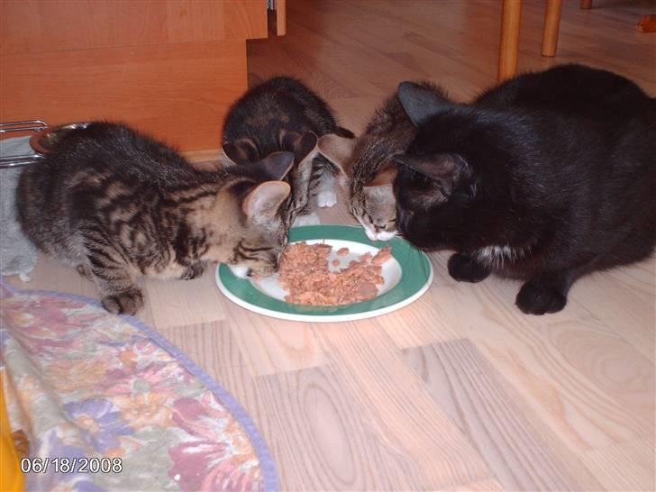 Huskat pelle - dejlig mad. billede 14