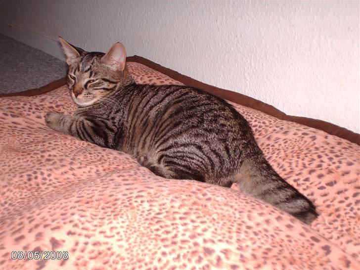 Huskat pelle billede 15