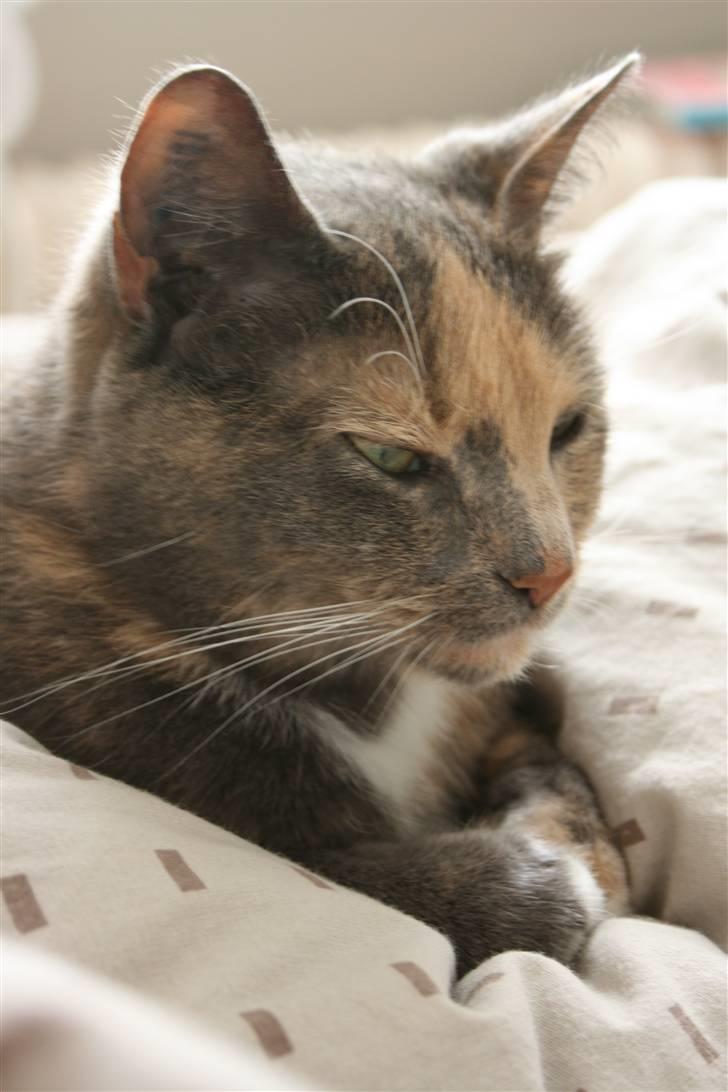 Huskat Fniisen <3 (: billede 1