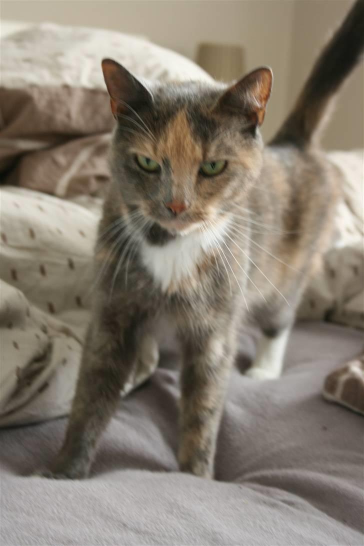 Huskat Fniisen <3 (: billede 2