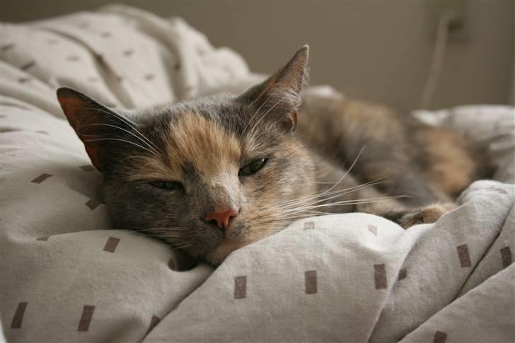 Huskat Fniisen <3 (: billede 4