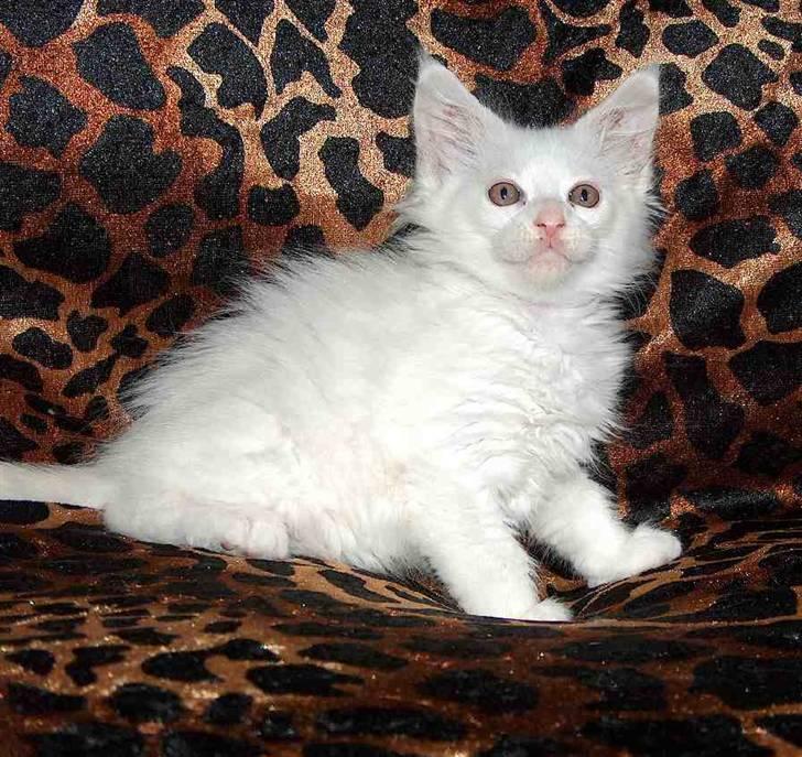 Maine Coon Lacoma billede 5