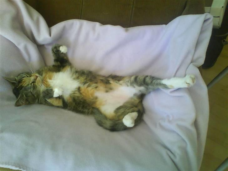 Huskat Zenta - er lige vånge så jeg er stadig lidt træt billede 11