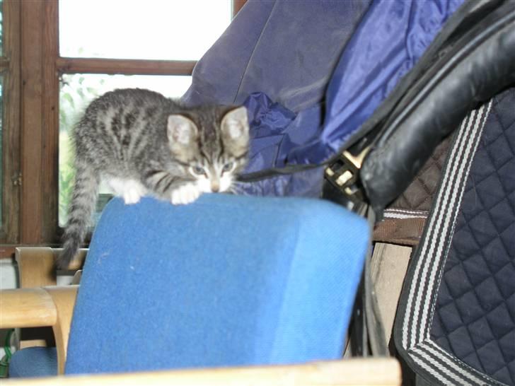 Huskat Nico - Kradser lige kløer i stolen. billede 12