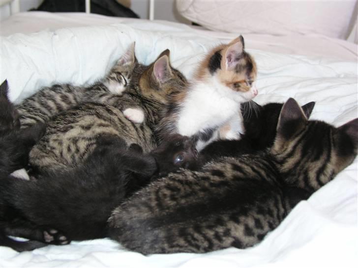 Huskat Nico - Sover med søskende billede 14