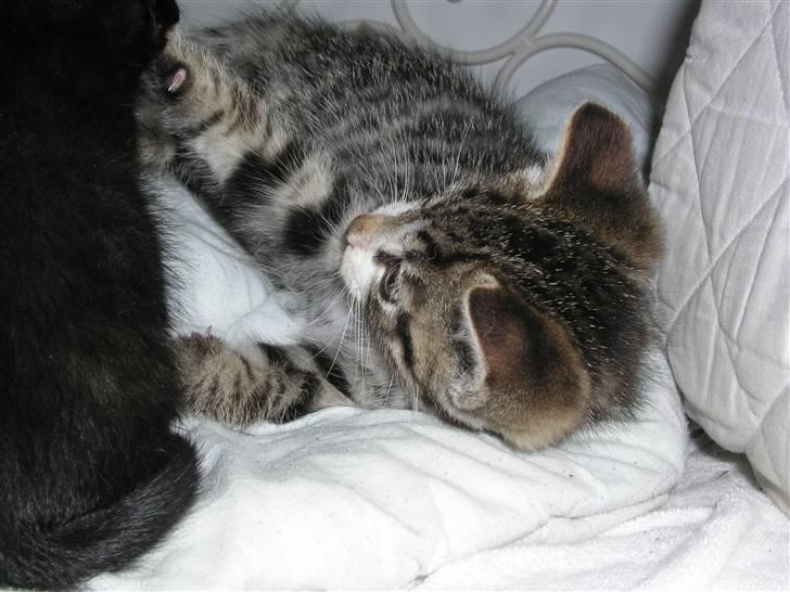 Huskat Nico - Leger lidt billede 15