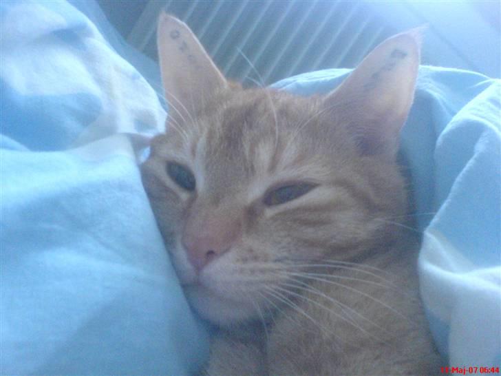 Huskat Prinz Mino vom Altgrunde - nu skal jeg sove billede 1