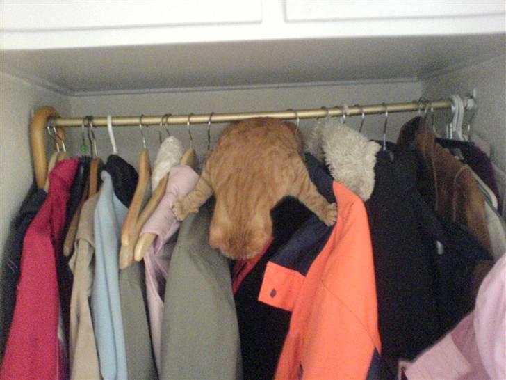 Huskat Prinz Mino vom Altgrunde - nu skal jeg lige ned her fra billede 2