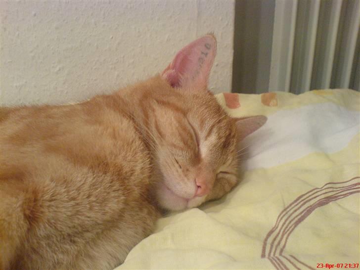 Huskat Prinz Mino vom Altgrunde - jeg elsker at sove inde ved mor billede 3