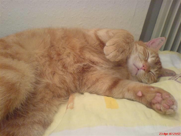 Huskat Prinz Mino vom Altgrunde - jeg skal lige vise min mave billede 4