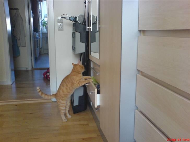 Huskat Prinz Mino vom Altgrunde - den skuffe vil jeg lige åben billede 5